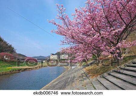 Cherry blossoms View Large Photo Image Stock Photograph - Cherry blossoms. Fotosearch
