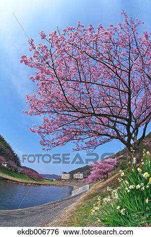 Cherry blossoms View Large Photo Image Stock Photograph - Cherry blossoms. Fotosearch