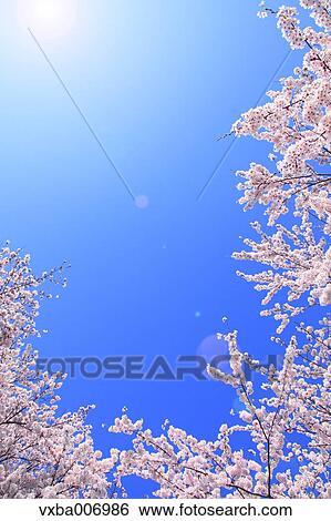 Cherry blossoms View Large Photo Image Stock Photograph - Cherry blossoms. Fotosearch