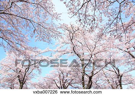 Stock Photograph - Cherry blossoms. Fotosearch