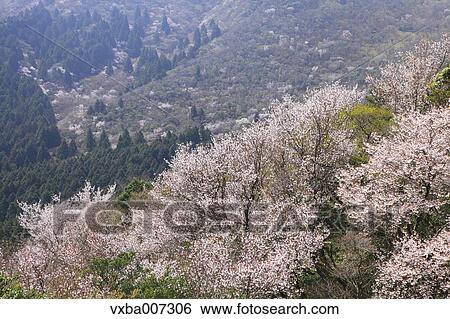 Cherry blossoms View Large Photo Image Stock Photograph - Cherry blossoms. Fotosearch