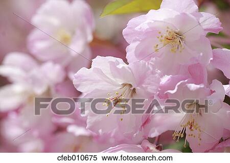 Cherry blossoms View Large Photo Image Stock Photography - Cherry blossoms. Fotosearch