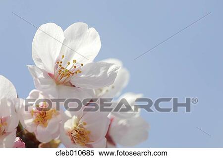 Cherry blossoms View Large Photo Image Stock Photography - Cherry blossoms. Fotosearch