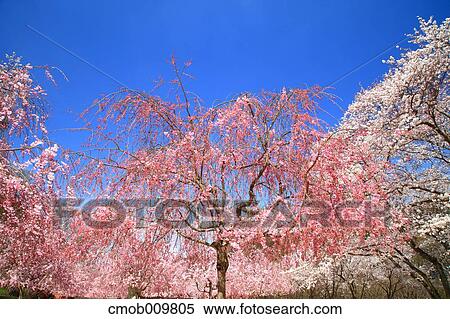 Cherry blossoms View Large Photo Image Stock Photography - Cherry blossoms. Fotosearch