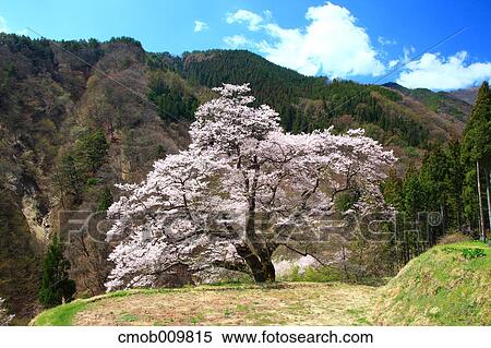 Stock Photography - Cherry blossoms. Fotosearch