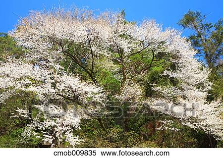 Cherry blossoms View Large Photo Image Stock Photography - Cherry blossoms. Fotosearch