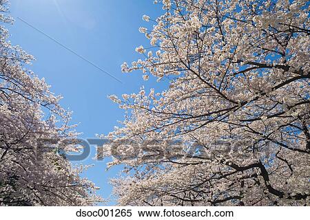 Stock Photography - Cherry blossoms. Fotosearch