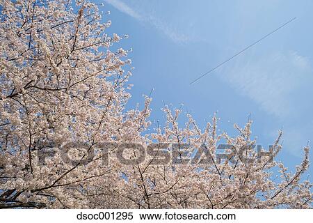 Cherry blossoms View Large Photo Image Stock Photography - Cherry blossoms. Fotosearch