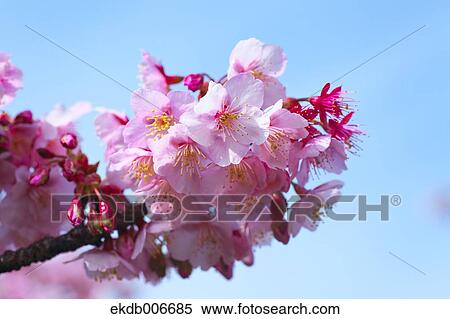 Stock Photography - Cherry blossoms. Fotosearch