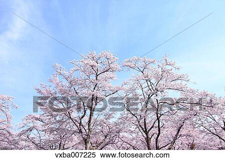 Cherry blossoms View Large Photo Image Stock Photography - Cherry blossoms. Fotosearch