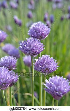 Chive View Large Photo Image Picture - Chive. Fotosearch