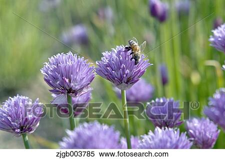 Chive View Large Photo Image Stock Photography - Chive. Fotosearch