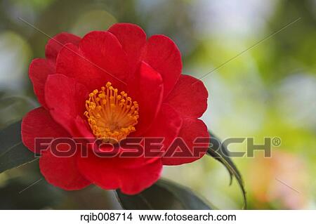 Picture - Christmas Camellia. Fotosearch