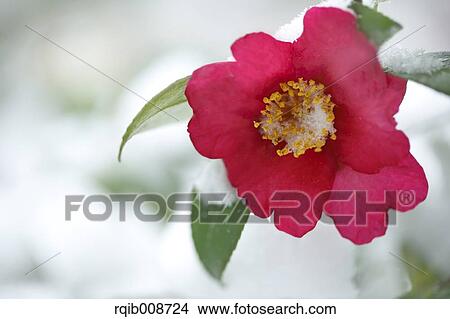 Christmas Camellia View Large Photo Image Picture - Christmas Camellia. Fotosearch