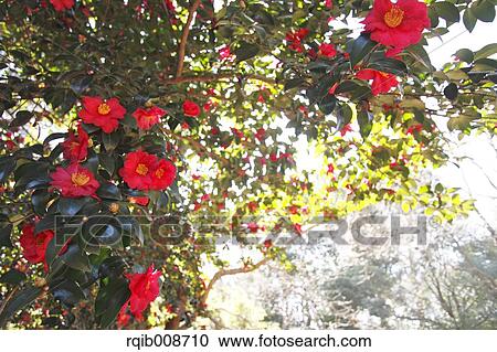 Christmas Camellia View Large Photo Image Stock Image - Christmas Camellia. Fotosearch