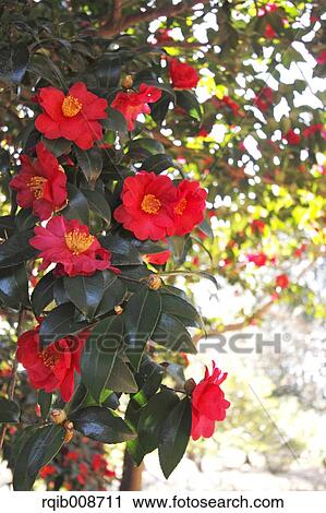 Christmas Camellia View Large Photo Image Stock Image - Christmas Camellia. Fotosearch