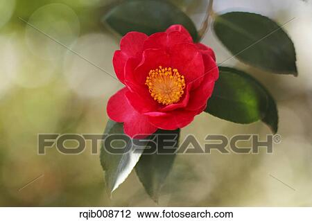 Christmas Camellia View Large Photo Image Stock Image - Christmas Camellia. Fotosearch