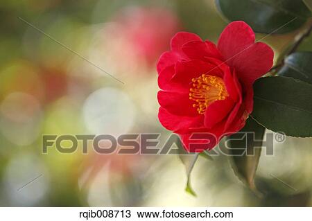 Christmas Camellia View Large Photo Image Stock Image - Christmas Camellia. Fotosearch