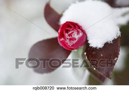 Christmas Camellia View Large Photo Image Stock Image - Christmas Camellia. Fotosearch