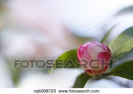 Stock Image - Christmas Camellia. Fotosearch