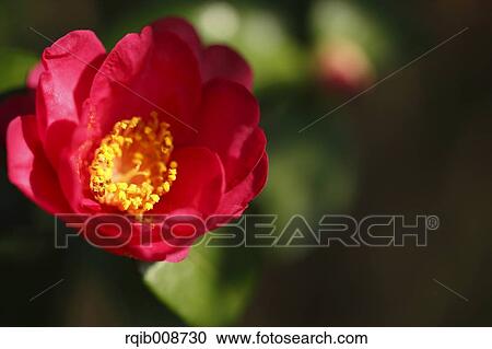 Christmas Camellia View Large Photo Image Stock Image - Christmas Camellia. Fotosearch