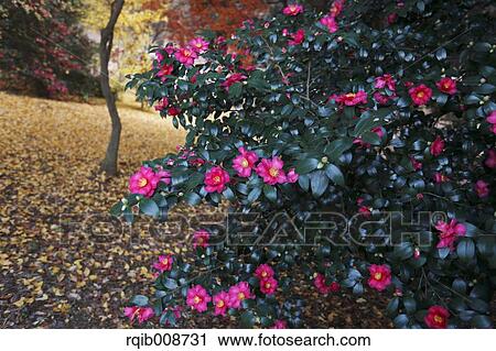 Christmas Camellia View Large Photo Image Stock Image - Christmas Camellia. Fotosearch