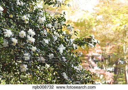 Christmas Camellia View Large Photo Image Stock Image - Christmas Camellia. Fotosearch