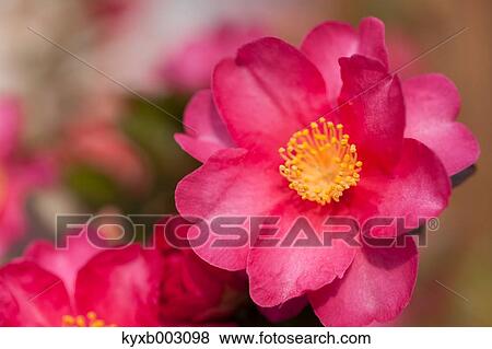 Christmas Camellia View Large Photo Image Stock Photo - Christmas Camellia. Fotosearch