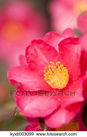 Christmas Camellia View Large Photo Image Stock Photo - Christmas Camellia. Fotosearch