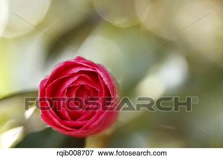 Christmas Camellia View Large Photo Image Stock Photo - Christmas Camellia. Fotosearch