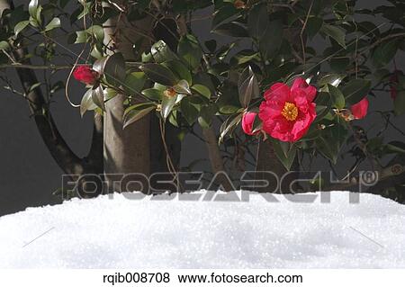Stock Photo - Christmas Camellia. Fotosearch