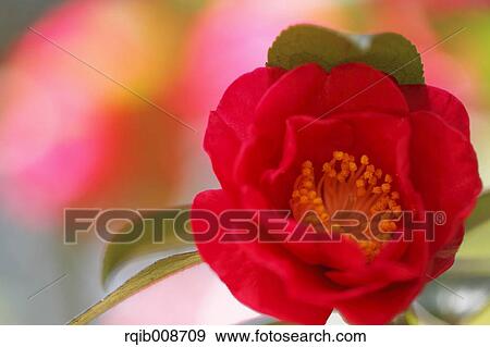 Christmas Camellia View Large Photo Image Stock Photo - Christmas Camellia. Fotosearch