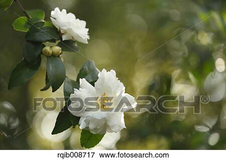 Christmas Camellia View Large Photo Image Stock Photo - Christmas Camellia. Fotosearch