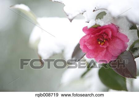 Christmas Camellia View Large Photo Image Stock Photo - Christmas Camellia. Fotosearch