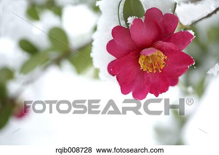 Christmas Camellia View Large Photo Image Stock Photo - Christmas Camellia. Fotosearch