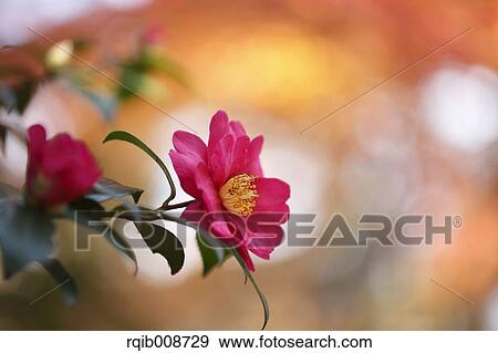 Christmas Camellia View Large Photo Image Stock Photo - Christmas Camellia. Fotosearch
