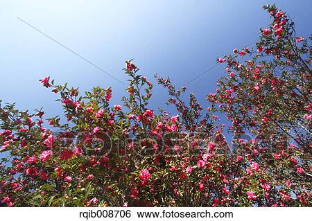 Christmas Camellia View Large Photo Image Stock Photograph - Christmas Camellia. Fotosearch