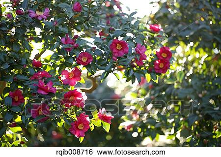 Stock Photograph - Christmas Camellia. Fotosearch