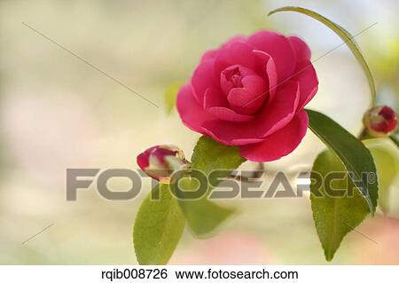 Stock Photograph - Christmas Camellia. Fotosearch