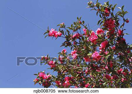 Stock Photography - Christmas Camellia. Fotosearch
