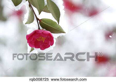 Christmas Camellia View Large Photo Image Stock Photography - Christmas Camellia. Fotosearch