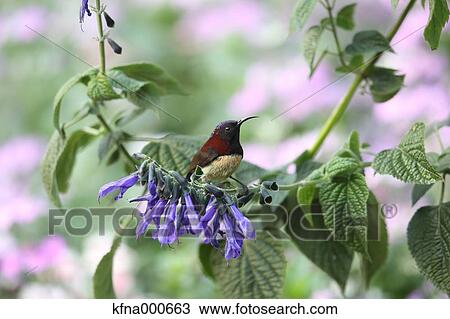 Colorful bird on a tree View Large Photo Image Stock Image - Colorful bird on a tree. Fotosearch