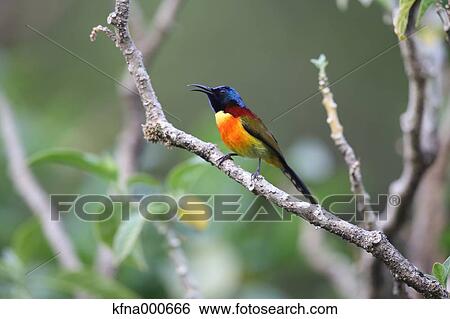 Stock Photograph - Colorful bird on a tree. Fotosearch