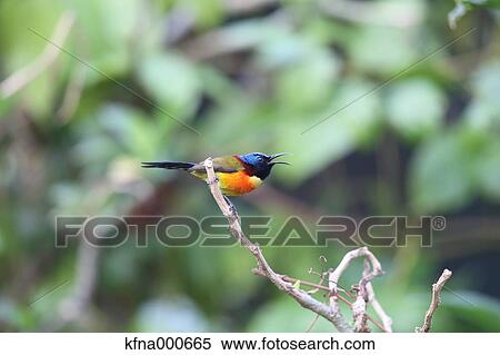 Colorful bird on a tree View Large Photo Image Stock Photography - Colorful bird on a tree. Fotosearch