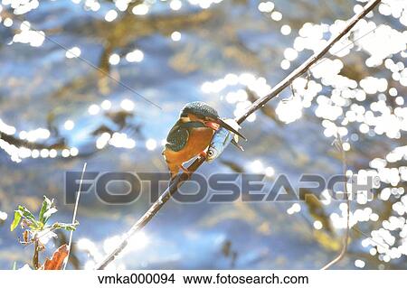 Common Kingfisher View Large Photo Image Picture - Common Kingfisher. Fotosearch