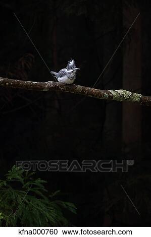 Common Kingfisher View Large Photo Image Stock Image - Common Kingfisher. Fotosearch