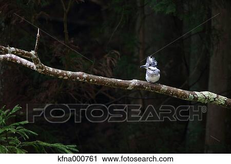 Common Kingfisher View Large Photo Image Stock Image - Common Kingfisher. Fotosearch