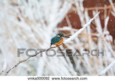Common Kingfisher View Large Photo Image Stock Image - Common Kingfisher. Fotosearch