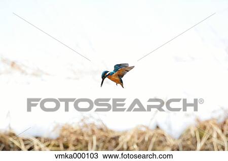 Stock Image - Common Kingfisher. Fotosearch