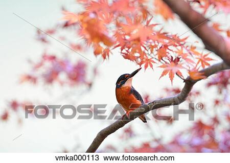 Common Kingfisher View Large Photo Image Stock Image - Common Kingfisher. Fotosearch